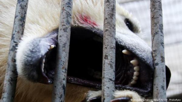 الدببة القطبية تتسبب بحالة طوارئ في منطقة روسية