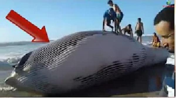 شاهد بالفيديو : نفوق حوت عملاق بشاطئ زناتة الدار البيضاء أمس الأحد