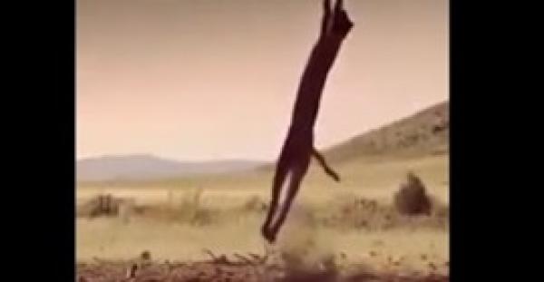 بالفيديو.. أسد جبلي يصطاد طائرا بطريقة حراس المرمى