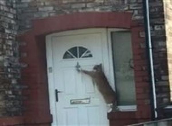 بالفيديو: هل هذه القطة الأكثر تهذيباً على الإطلاق؟