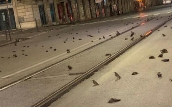 بالفيديو: طيور تتساقط من سماء رومانيا بسبب احتفالات راس السنة الجديدة
