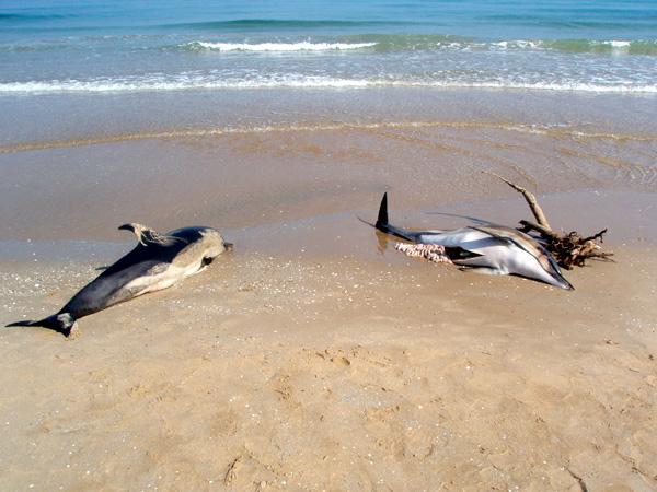 العثور على دلفينين نافقين بمنطقة الجزيرة قرب جماعة أركمان بالناظور