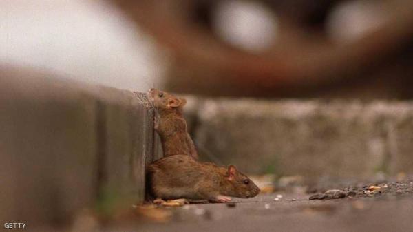 لماذا لا تستطيع المدن التخلص من الفئران؟