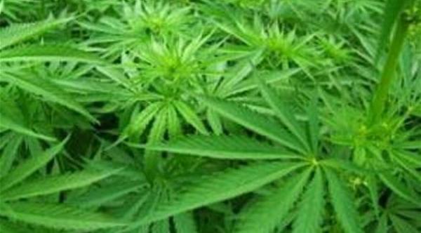 السكَّر أكثر خطورة من الماريغوانا بالنسبة للشعب الأمريكي