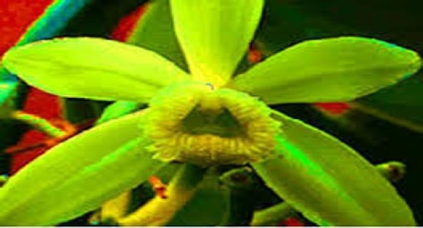 سائل نبات الشوك يساهم في علاج سرطان الجلد