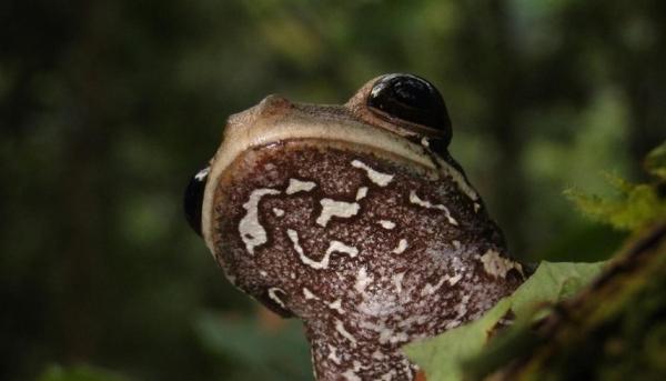 اكتشاف نوع جديد من الضفادع بفم كبير جداً