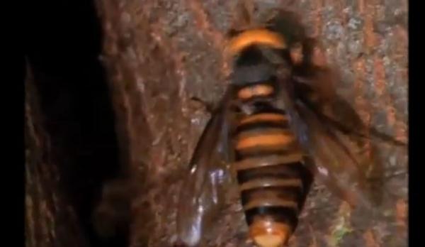 شاهد.. نحل يحرق دبوراً هدد مملكته