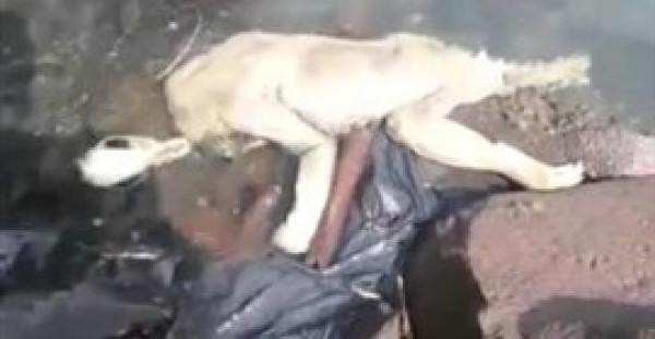 بالفيديو.. ظهور وحش «تشوباكابرا» مصاص الدماء في باراجواى