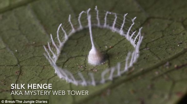 بالفيديو: عنكبوت من نوع جديد يدهش العلماء بقدرته على البناء