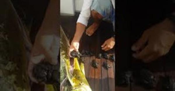 بالفيديو.. رجل يفتح بطن سمكة ويعثر على مفاجأة غير متوقعة بداخلها