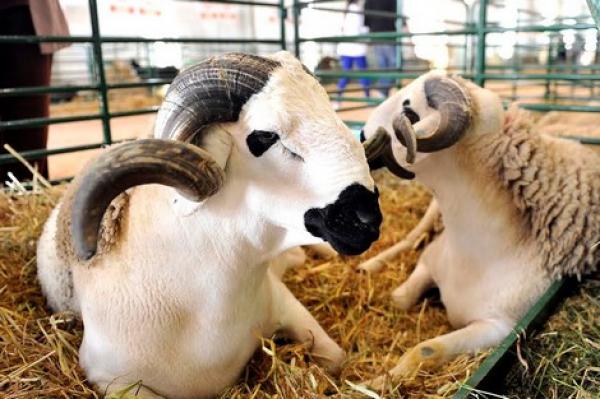 مسؤول بـ"الأونسا" يكشف معطيات جديدة بخصوص أضاحي عيد الأضحى