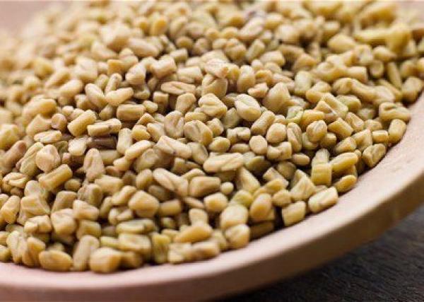 الحلبـة وفوائدها الكبيرة