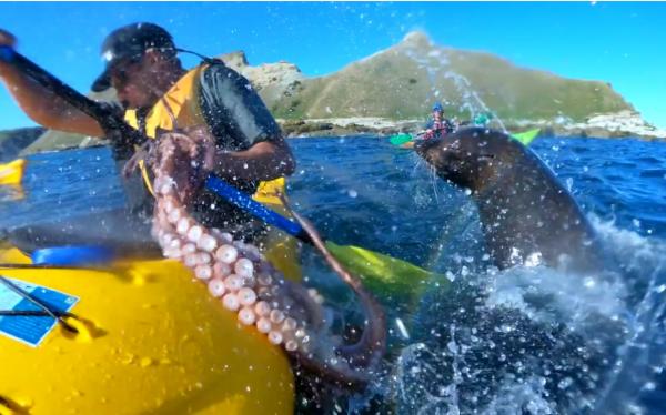 فيديو الفقمة والأخطبوط.. العلم يفسر "السلوك الغريب"