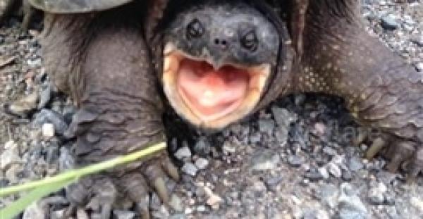 بالفيديو والصور.. سلحفاة تعض رجلا حاول إطعامها