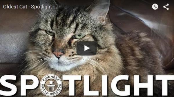 بالفيديو: الحيوان الأليف الأطول عمراً في العالم يدخل موسوعة غينيس