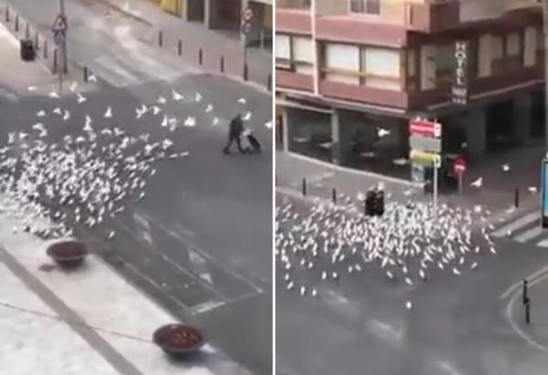 طيور جائعة تتعقب سيدة بحثا عن الطعام بعد فراغ الشوارع بإسبانيا بسبب كورونا