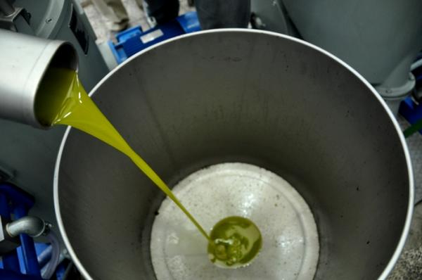 خطير : معاصر الزيتون تلجأ إلى استعمال مادة سامة ومسرطنة للزيادة في كمية الزيوت