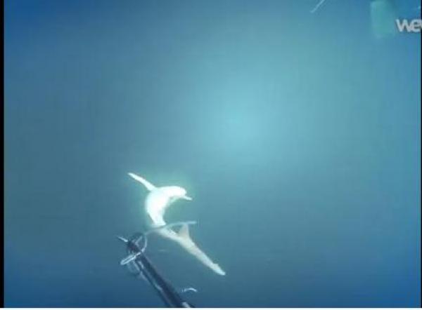 بالفيديو: غواص يطعن سمكة قرش بالرمح  قبل أن تنقض عليه