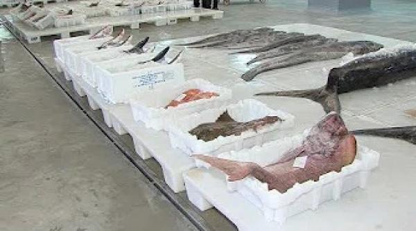 افتتاح السوق الجديد لبيع السمك بالجملة بطنجة