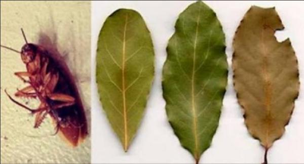 ضعوا بضعة أوراق من هذه النبتة ولن تروا الصراصير بعد الآن