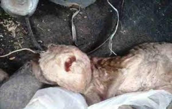 أرجنتينيون متهمون بممارسة الجنس مع الحيوانات عقب ولادة ماعز برأس شبه بشري