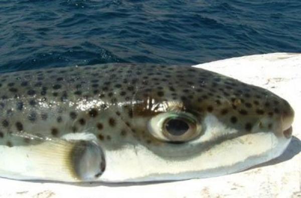 تقرير لسكاي نيوز يحذر من أسماك سامة ظهرت في شواطئ البحر الأبيض المتوسط ومنها المغرب