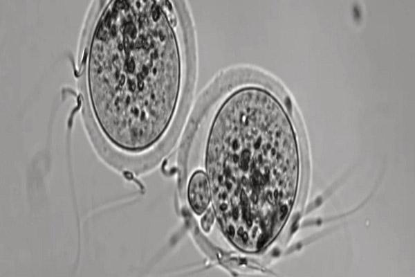 اكتشاف يساعد على علاج العقم