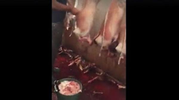 فيديو خطير من مجزرة مدينة بركان.. شاهد ظروف الذبح