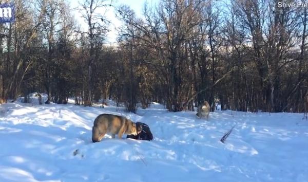 رجل ينشئ صداقات فريدة مع عدد من الذئاب المفترسة