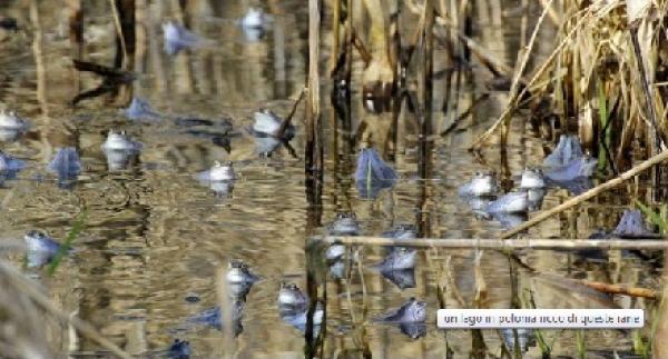 حكم يوقف مباراة بعد غزو الضفادع للملعب !