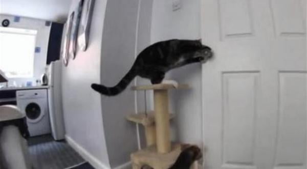 أرادت مراقبة قططها على الكاميرا...فأوقعت بلصوص