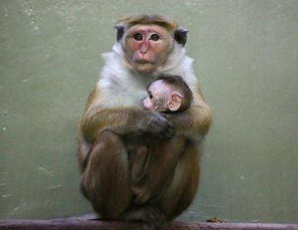 قردة تنجب توأماً رغم تناولها حبوب منع الحمل