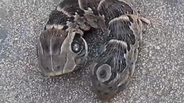 بالفيديو: هل هذه أغرب أفعى على الإطلاق؟