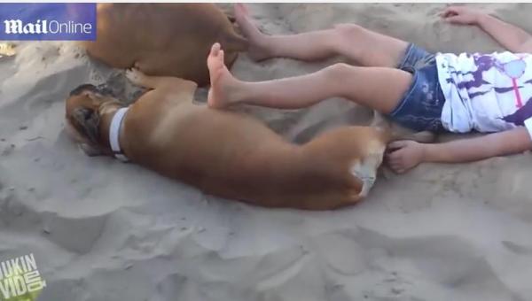 بالفيديو: شاهد ماذا فعل كلب بطفلة أيقظته من قيلولته