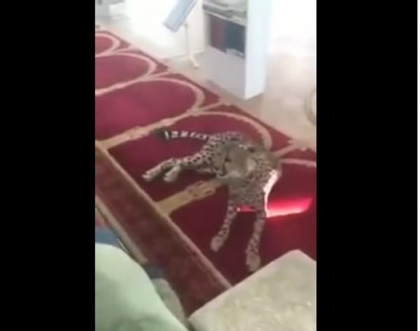 بالفيديو.. نمر يفاجئ المصلين بداخل المسجد حينما هموا بإقامة صلاة العصر