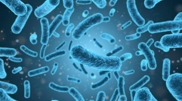 بكتيريا الليستريا يمكن أن تطال الدماغ عبر جعل بعض الخلايا المصابة مقاوِمة لجهاز المناعة