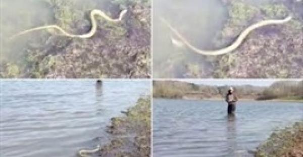 بالفيديو.. ثعبان جائع يدبر مكيدة لمجموعة من الصيادين
