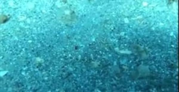 بالفيديو.. سمكة تتخفى بطريقة محترفة