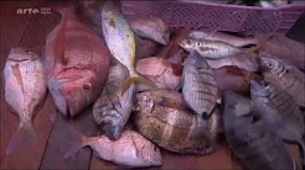 سمك الداخلة... المدينة المنتجة الأولى للسمك في المغرب