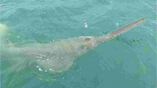 صياد أمريكي يمسك بسمكة ضخمة ونادرة طولها 13 مترا(فيديو)