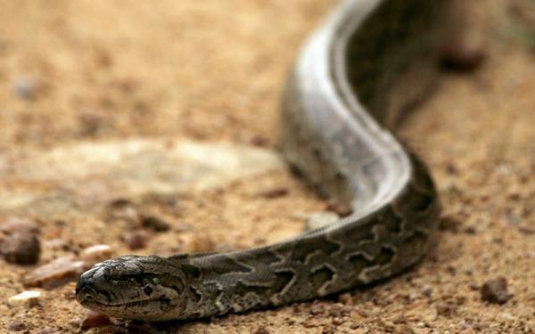 بالفيديو: أفعى تحاول التهام يد رجل أثناء مداعبته لها