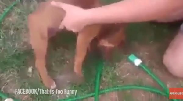 بالفيديو: شاهد ماذا يفعل هذا الكلب ليتجنب الاستحمام