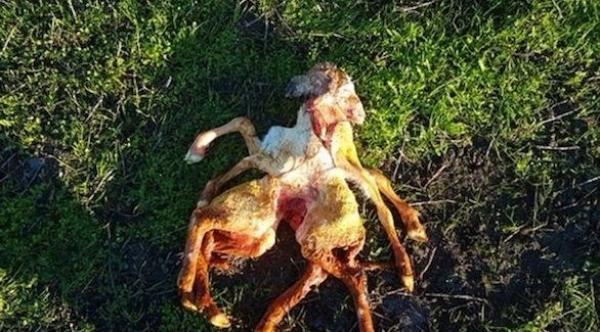 ولادة حَمَلٍ بثمانية أرجل وجسدين في أستراليا