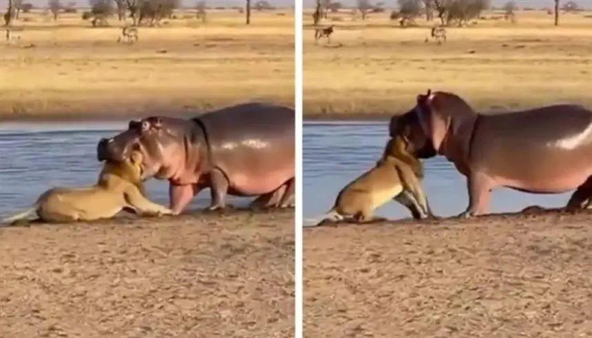 فيديو.. فرس نهر يُحكِم قبضته على أسد في مشهد صادم لا يُصدق