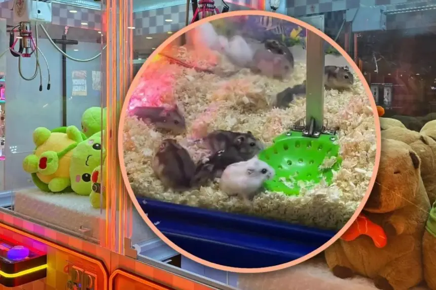 مركز ألعاب في الصين يثير الجدل بعد استخدام هامستر حقيقي كجوائز داخل آلات المخالب