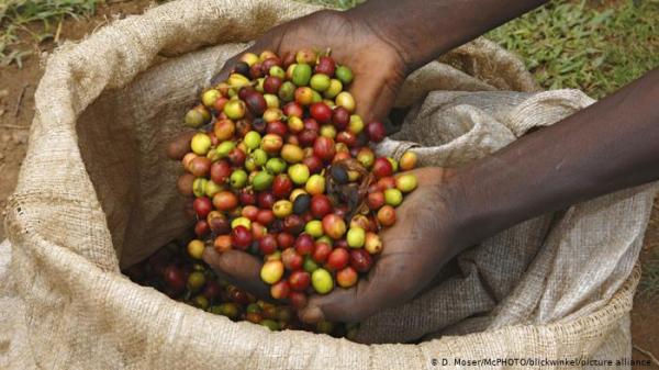 هل سيصبح شرب القهوة مقتصرا على الأغنياء فقط في السنوات القادمة؟