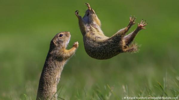 "انترنت الحيوان" مشروع فضائي لتتبع حركة الحيوانات حول العالم