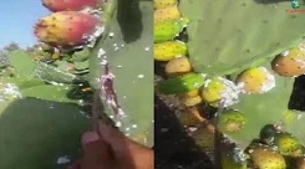 عشاق الكرموس الهندي.. حضيو راسكم متاكلوهش هاد العام شوفو شنو فيه