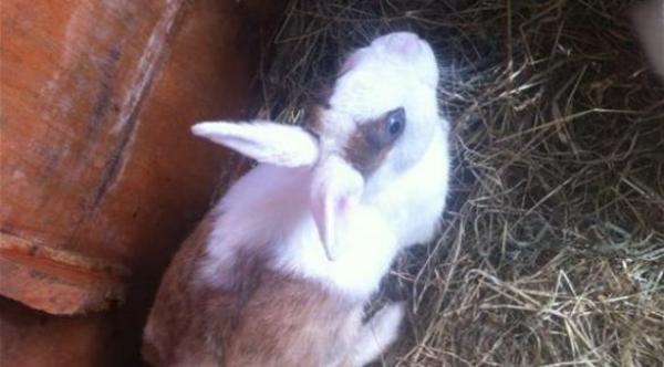 شرطة أوكلاند تبحث عن "لص الأرانب"