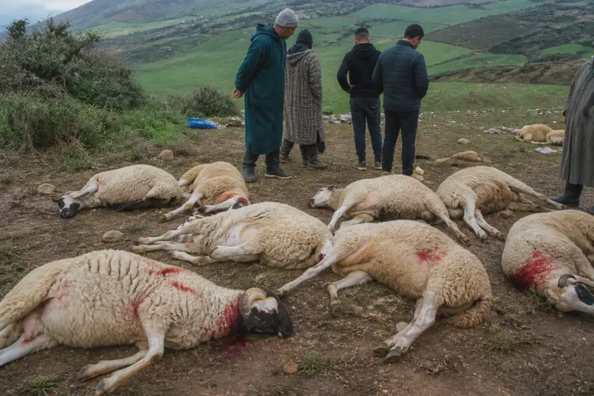 لغز القطيع المذبوح.. تفاصيل واقعة غريبة تستنفر السلطات بوزان